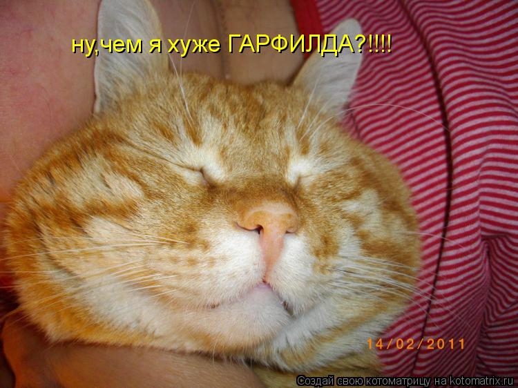 Котоматрица: ну,чем я хуже ГАРФИЛДА?!!!!