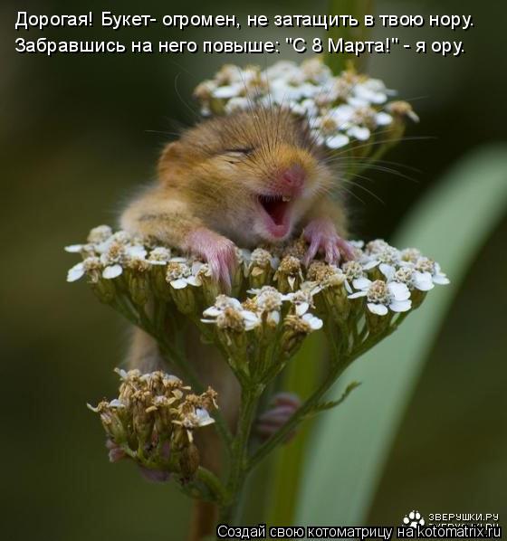 Котоматрица: Дорогая! Букет- огромен, не затащить в твою нору. Забравшись на него повыше: "С 8 Марта!" - я ору.