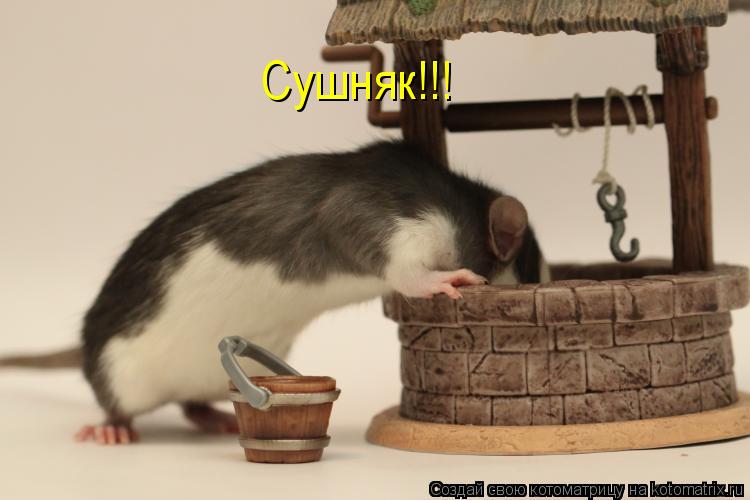 Котоматрица: Сушняк!!!