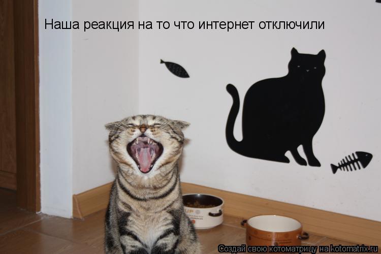 Котоматрица: Наша реакция на то что интернет отключили