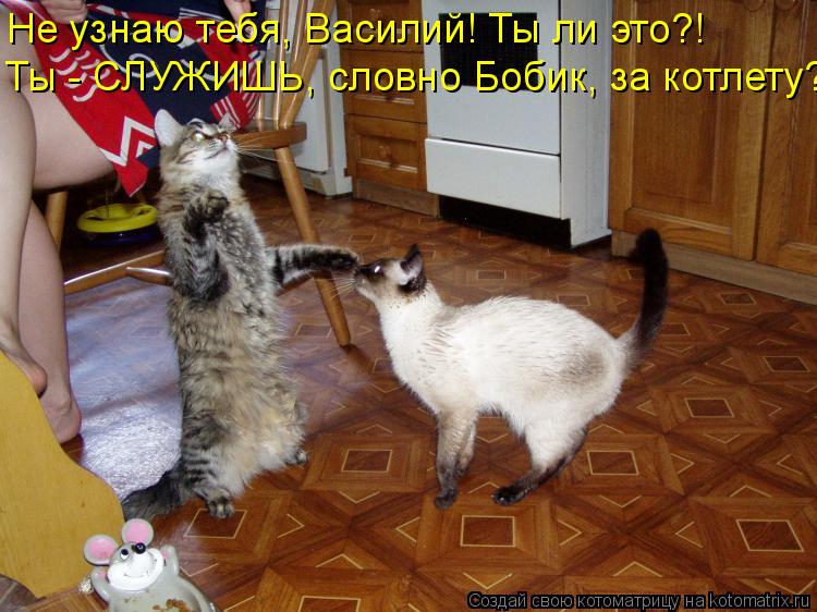 Не узнаю тебя, Василий! Ты ли это?! Ты - СЛУЖИШЬ, словно Бобик, за котлету?!... Котоматрица: Не узнаю тебя, Василий! Ты ли это?! Ты - СЛУЖИШЬ, словно Бобик, за котлету?!
