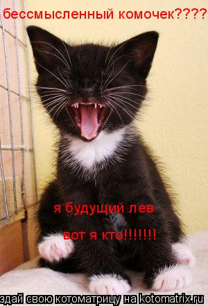 Котоматрица: бессмысленный комочек???? я будущий лев вот я кто!!!!!!!