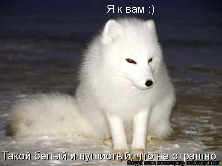 Котоматрица: Такой белый и пушистый, что не страшно Я к вам :)