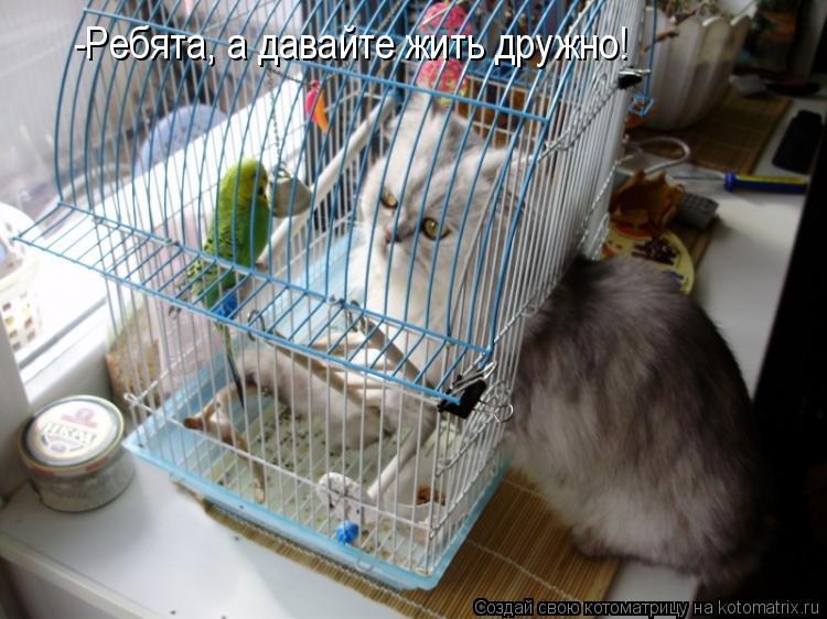 Котоматрица: -Ребята, а давайте жить дружно!
