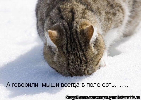 Котоматрица: А говорили, мыши всегда в поле есть........