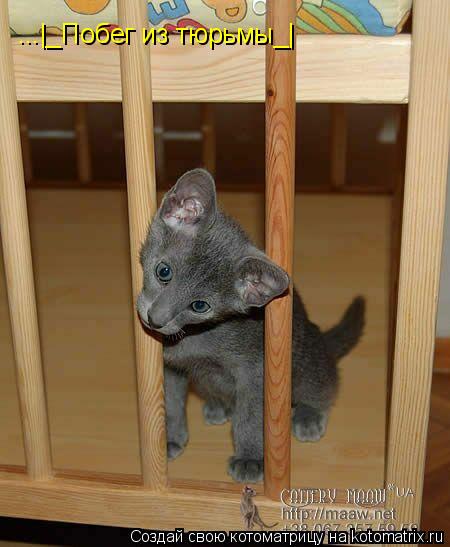 Котоматрица: ...|_Побег из тюрьмы_| Пока хозяев нет я выберусь отсюда!