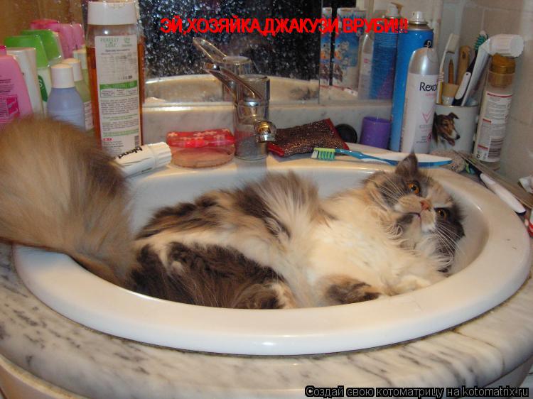 Котоматрица: ЭЙ,ХОЗЯЙКА,ДЖАКУЗИ ВРУБИ!!! ЭЙ,ХОЗЯЙКА,ДЖАКУЗИ ВРУБИ!!! ЭЙ,ХОЗЯЙКА,ДЖАКУЗИ ВРУБИ!!!