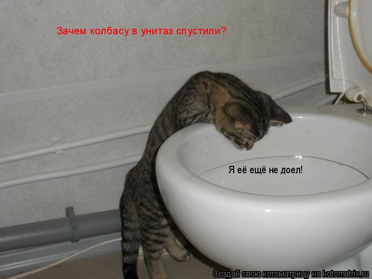Котоматрица: Зачем колбасу в унитаз спустили? Я её ещё не доел!
