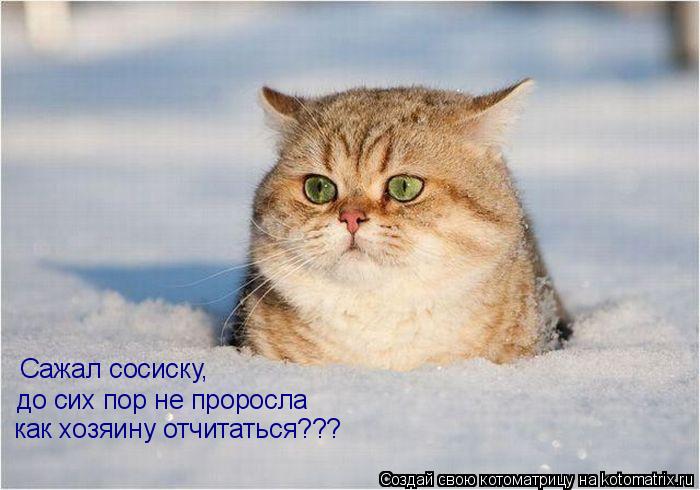 Котоматрица: Cажал сосиску,  до сих пор не проросла как хозяину отчитаться???