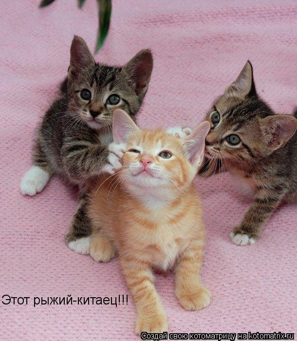 Котоматрица: Этот рыжий-китаец!!!