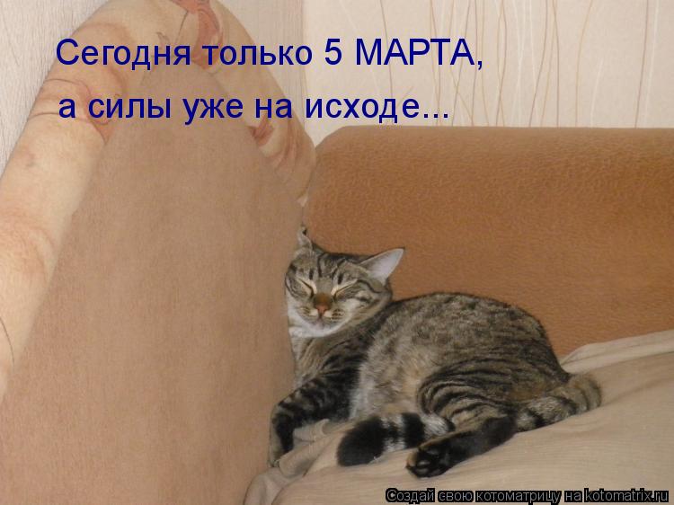 Котоматрица: Сегодня только 5 МАРТА, а силы уже на исходе...
