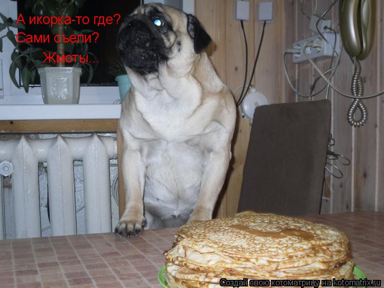 Котоматрица: А икорка-то где? Сами съели? Жмоты...