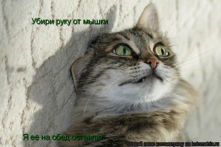 Котоматрица: Убири руку от мышки  Я её на обед оставлю