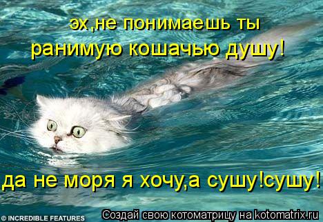 эх,не понимаешь ты ранимую кошачью душу! да не моря я хочу,а сушу!сушу!... Котоматрица: эх,не понимаешь ты ранимую кошачью душу! да не моря я хочу,а сушу!сушу!