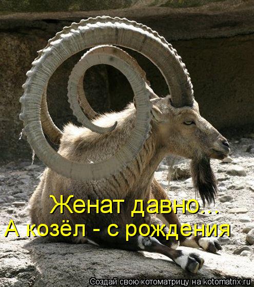 Котоматрица: Женат давно... А козёл - с рождения
