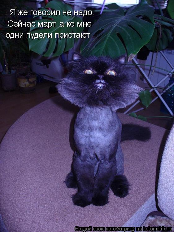 Котоматрица: Я же говорил не надо. Сейчас март, а ко мне одни пудели пристают