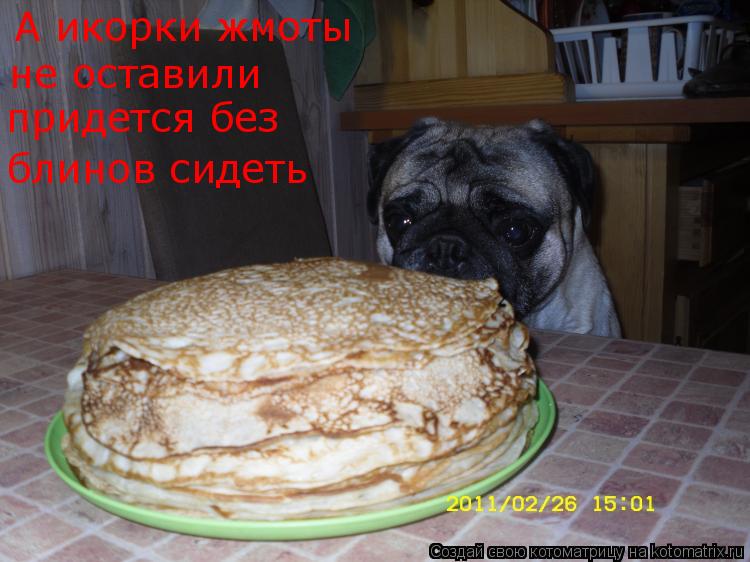 Котоматрица: А икорки жмоты не оставили придется без  блинов сидеть