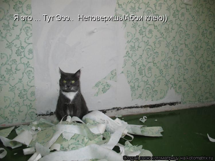 Котоматрица: Я это ... Тут Эээ..  Неповеришь!Абои клею))