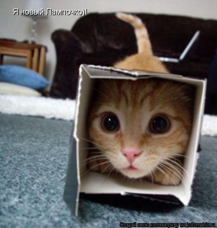 Котоматрица: Я новый Лампочко)!