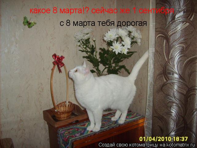 Котоматрица: с 8 марта тебя дорогая какое 8 марта!? сейчас же 1 сентибря
