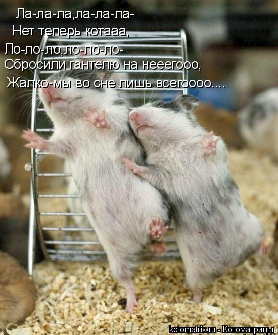 Котоматрица: Ла-ла-ла,ла-ла-ла- Нет теперь котааа, Ло-ло-ло,ло-ло-ло- Сбросили гантелю на нееегооо, Жалко-мы во сне лишь всегоооо....