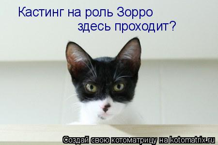Котоматрица: Кастинг на роль Зорро здесь проходит?
