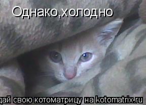 Котоматрица: Однако,холодно