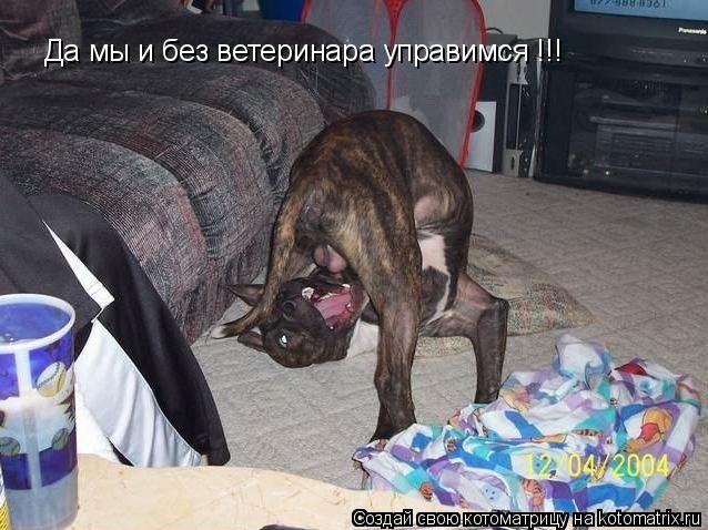 Котоматрица: Да мы и без ветеринара управимся !!!