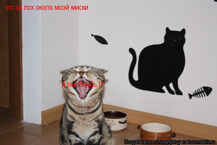 Котоматрица: что за лох около моэй миски я эво боюсь !!!
