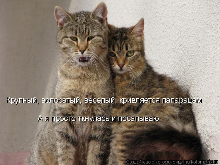 Котоматрица: Крупный, волосатый, веселый, кривляется папарацам А я просто ткнулась и посапываю