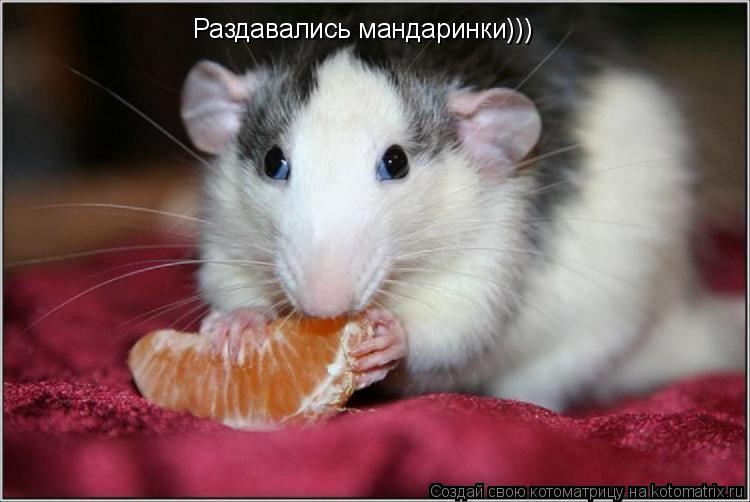 Котоматрица: Раздавались мандаринки)))