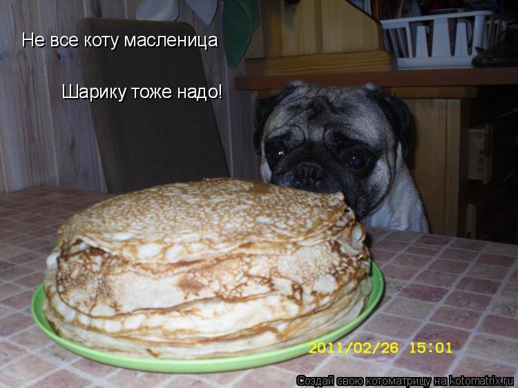 Котоматрица: Не все коту масленица Шарику тоже надо! Шарику тоже надо!