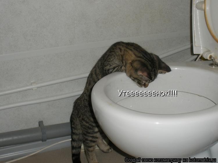 Котоматрица: Утёёёёёёёнок!!!!
