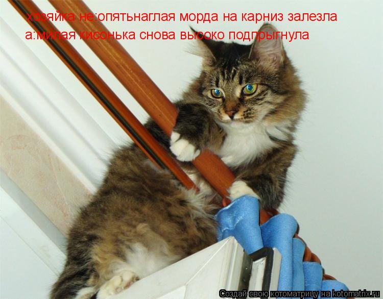 Котоматрица: хозяйка не:опятьнаглая морда на карниз залезла а:милая кисонька снова высоко подпрыгнула