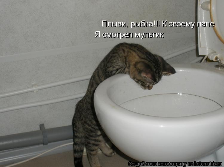 Котоматрица: Плыви, рыбка!!! Я смотрел мультик К своему папе.