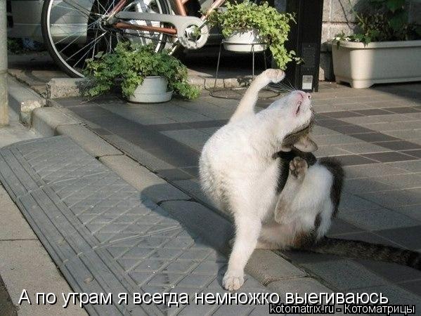 Котоматрица: А по утрам я всегда немножко выегиваюсь