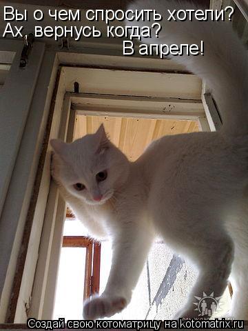Котоматрица: Вы о чем спросить хотели? Ах, вернусь когда? В апреле!