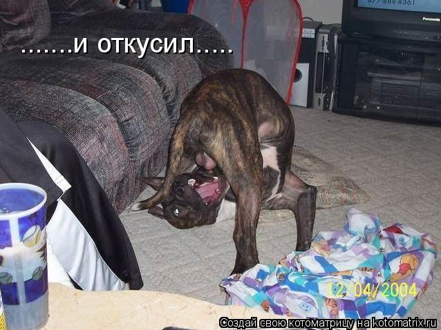 Котоматрица: .......и откусил.....