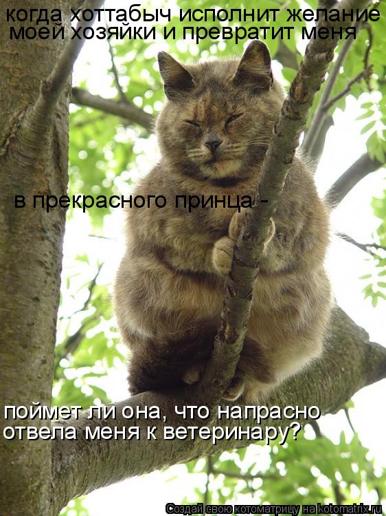 Котоматрица: когда хоттабыч исполнит желание моей хозяйки и превратит меня в прекрасного принца -  поймет ли она, что напрасно отвела меня к ветеринару?