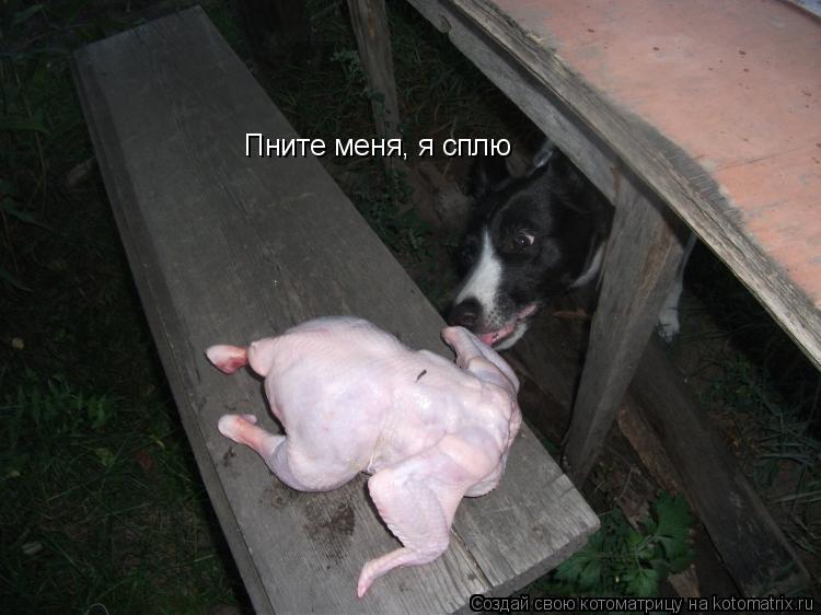 Котоматрица: Пните меня, я сплю