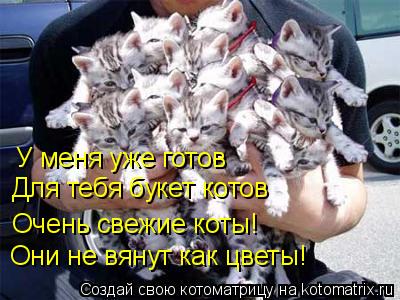 Котоматрица: Очень свежие коты! Они не вянут как цветы! Для тебя букет котов У меня уже готов