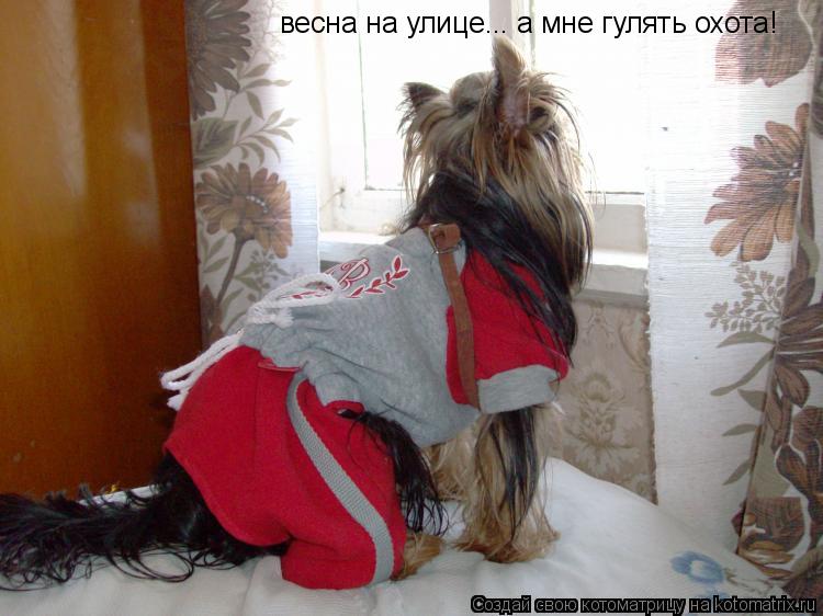 Котоматрица: весна на улице... а мне гулять охота!