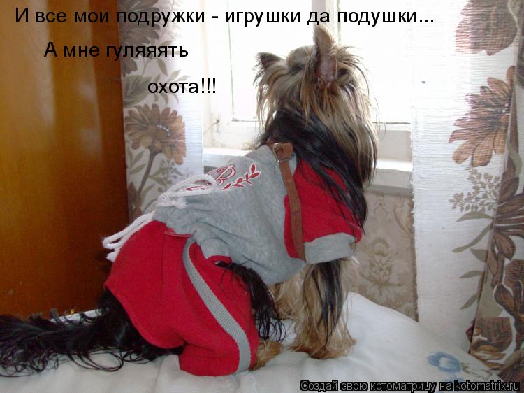 Котоматрица: И все мои подружки - игрушки да подушки...  А мне гуляяять охота!!!