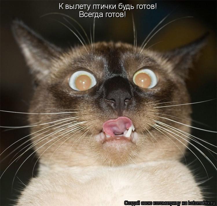 Котоматрица: К вылету птички будь готов! Всегда готов!