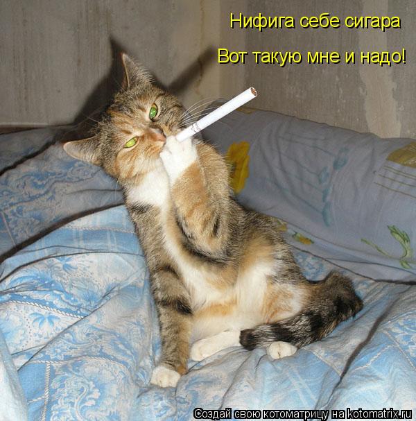 Котоматрица: Нифига себе сигара Вот такую мне и надо!