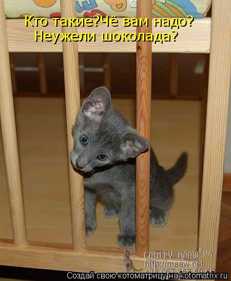 Котоматрица: Кто такие?Чё вам надо? Неужели шоколада?