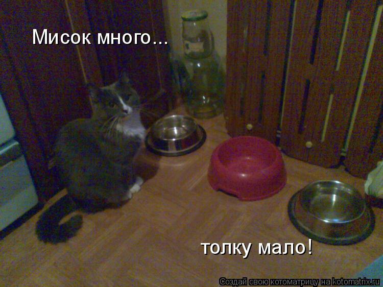 Котоматрица: Мисок много... толку мало!