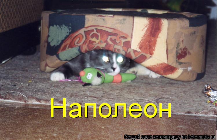 Котоматрица: Наполеон