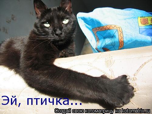 Котоматрица: Эй, птичка...