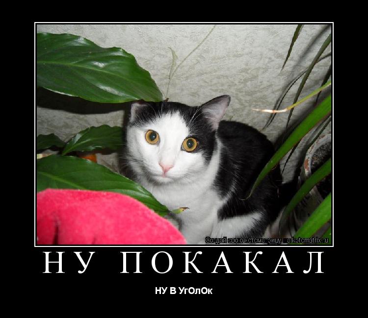 Котоматрица: НУ ПоКаКаЛ НУ В УгОлОк